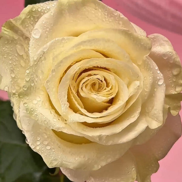 Silken